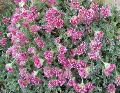 Anthyllis montana 'Rubra'